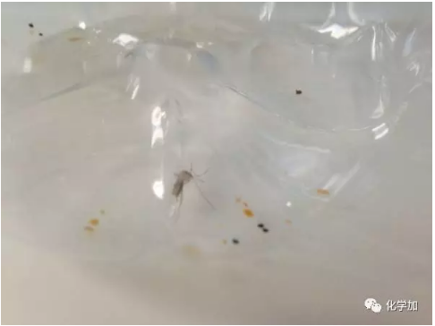 可以看到瓶底出现深浅不同的褐色小点,就是蚊子的排泄物.