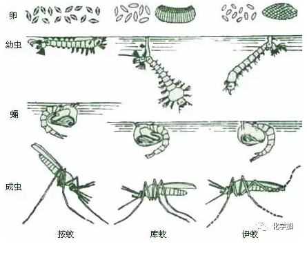母蚊子也不是光吸血,只有在准备产卵的时候才吸血,用来补充蚊卵
