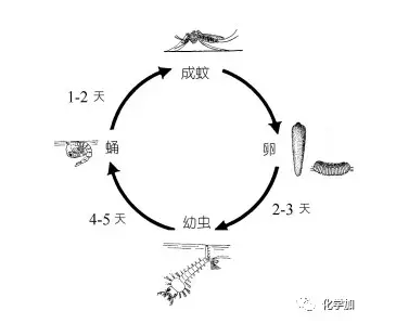 双鸭山大学的特殊蚊子正在让蚊子遭遇灭顶之灾